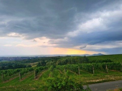 Panorama z vinice na PÁLAVU 